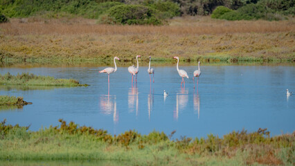 Wild flamingos resting and feeding in a peaceful lagoon with natural reflections