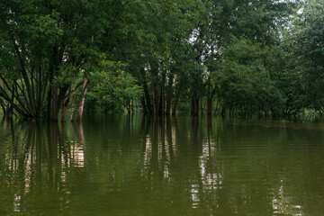 park during flood, trees stand in water