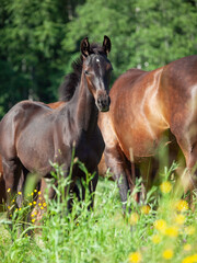 Fototapeta premium portrait of beautiful dark bay sportive foal posing with mom at pasture. sunny summer day