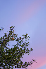 Apple Tree and Pink Sky in August Malus Domestica, Late Summer Evening
