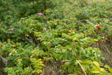 Rosehip plant bush rosehips red berries growing summer garden nature Baltic lithuania