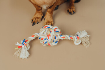 Close up of dachshund paws with colorful chew toys for pet detail and product focus concept