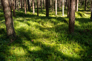 Rosehip plant bush rosehips red berries growing summer garden nature Baltic lithuania