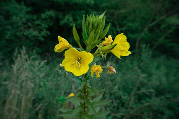 onagre fleur jaune en milieu naturel