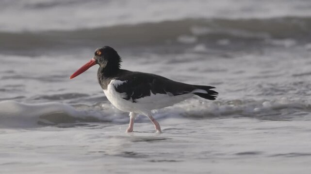 a slow motion clip of an american oystercatcher wading in the surf at chicama of puerto malabrigo, peru