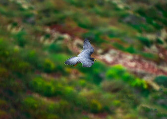 Peregrine Falcon in Flight