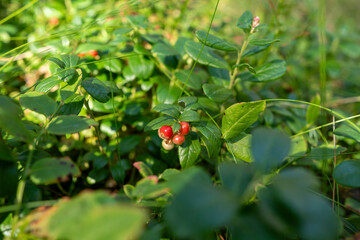 Forest floor close up with wild berries lingonberry moss Nordic outdoors wild blueberry