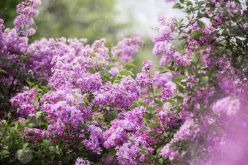 Fototapeta premium Lilac flowers blooming in a vibrant garden during springtime