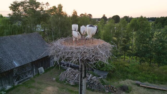 Young storks in a nest on a pylon in village in Mazowsze region, Poland, 4k video