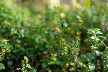 Forest floor close up with wild berries lingonberry moss Nordic outdoors wild blueberry