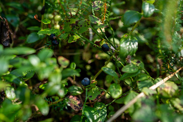 Forest floor close up with wild berries lingonberry moss Nordic outdoors wild blueberry