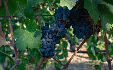 Closeup of ripe black grape clusters growing on vine in sunny vineyard