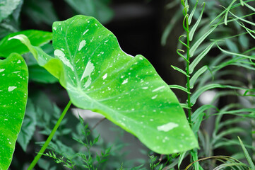 Colocasia milky way or Colocasia variegated or bicolor plant