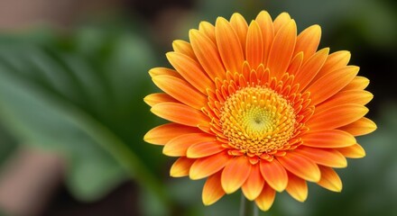 Radiant orange gerbera blooming with detail, nature's vibrant beauty display