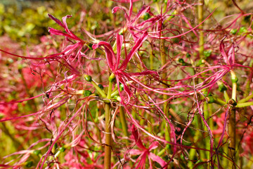 枯れかけた彼岸花のクローズアップ