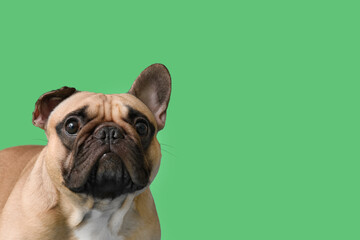 Cute French bulldog on green background