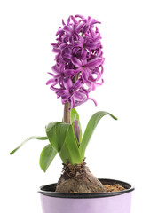 Beautiful purple hyacinth flower with bulb in pot on white background