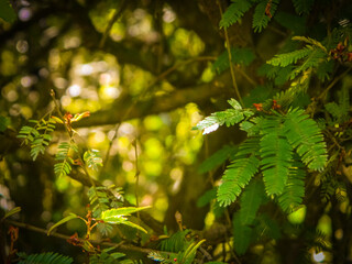background of Atlantic Forest plants and blurred red and yellow tones