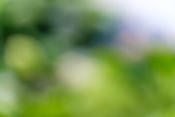 Obraz premium 緑と青の抽象的なぼかし背景