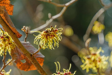 マンサクの黄色い花と冬枯れの葉