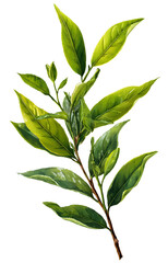 Tea Leaf isolated on transparent background, old botnical illustration