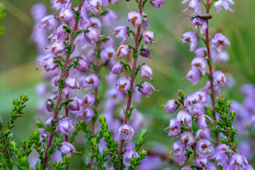Close Up of Purple Heather Flowers Blooming in Meadow – Beautiful Wild Calluna Blossoms in Nature for Herbal, Autumn Beauty and Floral Background Concepts