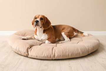 Cute Beagle dog lying in pet bed near beige wall
