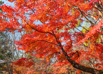 Vibrant Red Maple Leaves in Autumn Sunshine, Japanese Garden Scene