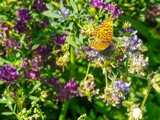 A silver-spotted fritillary butterfly (Boloria euphrosyne) photographed in a beautiful flower meadow in Musio, a district of Tremosine.
