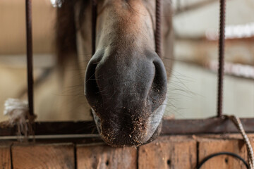 Horse with long black mane standing in wooden stall, farm animal close-up. Beautiful horse face close-up in barn, natural farm animal portrait.