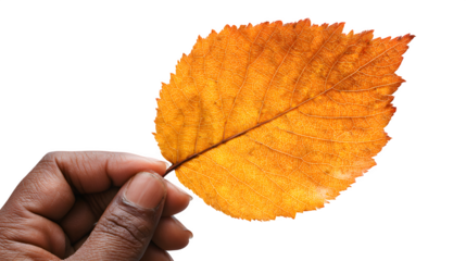Hand holding a bright orange autumn leaf