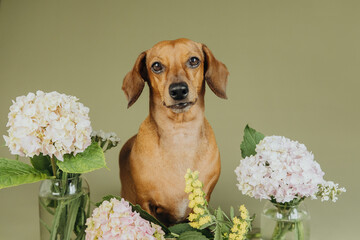 Dachshund dog with hydrangea  bouquets on green background, ideal for pet banner