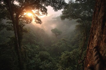 Sunrise over misty rainforest canopy landscape