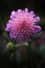 Fototapeta premium Vibrant Pink Flower Close-Up