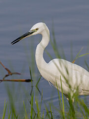 Little Egret on the Kwanza River Angola Africa 