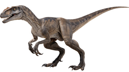 Fototapeta premium Velociraptor isolated on transparent PNG background