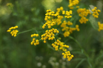 Common tansy close up (Tanacetum vulgare)