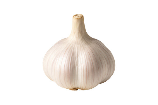 Fresh whole garlic bulb isolated on white background, perfect for culinary, health, and organic food concepts