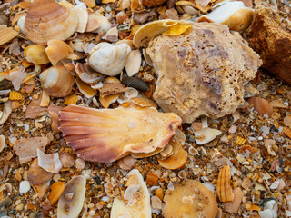 Close-up of seashells and stones on the sand at Albufeira beach, Algarve, Portugal.
