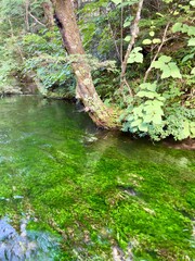 Tranquil Stream Surrounded by Lush Greenery and Trees