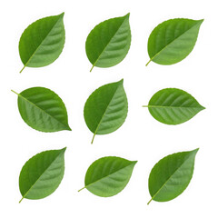 Naklejka premium Nine vibrant green leaves arranged in a grid isolated on transparent background