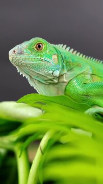 A majestic green iguana is captured in profile, perched on a large leaf, with its vibrant scales and powerful stance highlighted against a dark background.