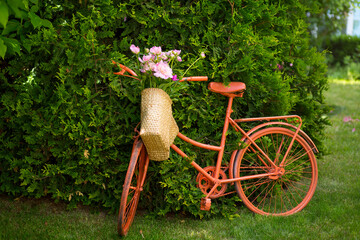 Orange bicycle with wicker basket with bouquet of blooming pink peonies against background of green lawn and branches of thuja in garden