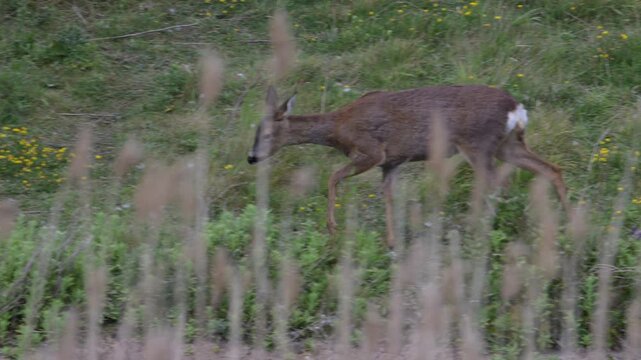  Roe Deer Foraging for Food