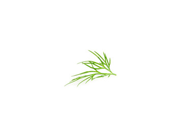 Dill isolated on white background. Fresh organic greens. Dill plantation. Dill leaves. Bunch of spring young dill. Vitamins. Fiber. Aromatic culinary spice.