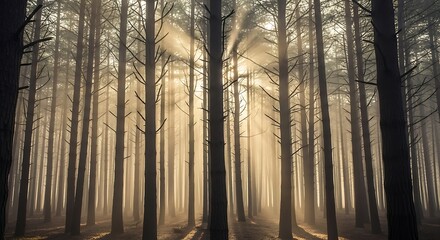 Fototapeta premium Sunlight streams through tall pine trees creating a magical forest atmosphere with golden light