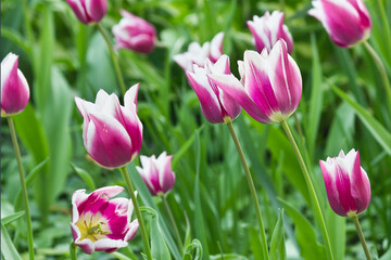 close-up of pink and white tulips growing in a flowerbed in the park