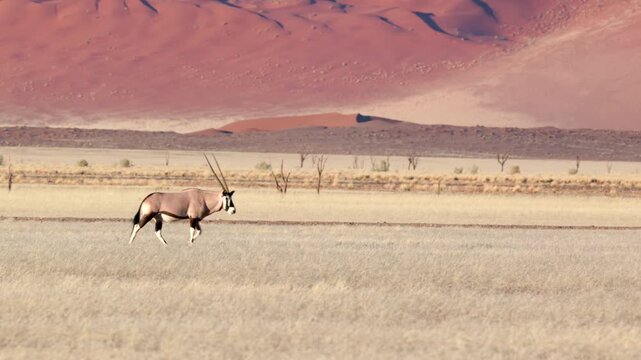 a tracking shot of a gemsbok oryx stopping grazing and looking up, with sand dunes in the background, at sossusvlei in namibia, africa