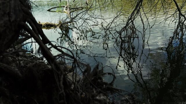 Tree Branches Reaching into the Lake Water