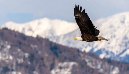 Obraz premium Bald eagle flying over snowy mountains in a stunning scene. Perfect for wildlife articles, travel blogs, environmental campaigns, patriotic designs.